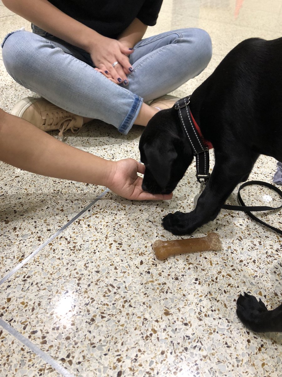 Loyola_SOC's tweet photo. Stop by the SOC lobby from now until 3 to enjoy our Puppy Pop-up and see these cuties 😍🐶 #SOC10 https://t.co/VcDu67tPcO