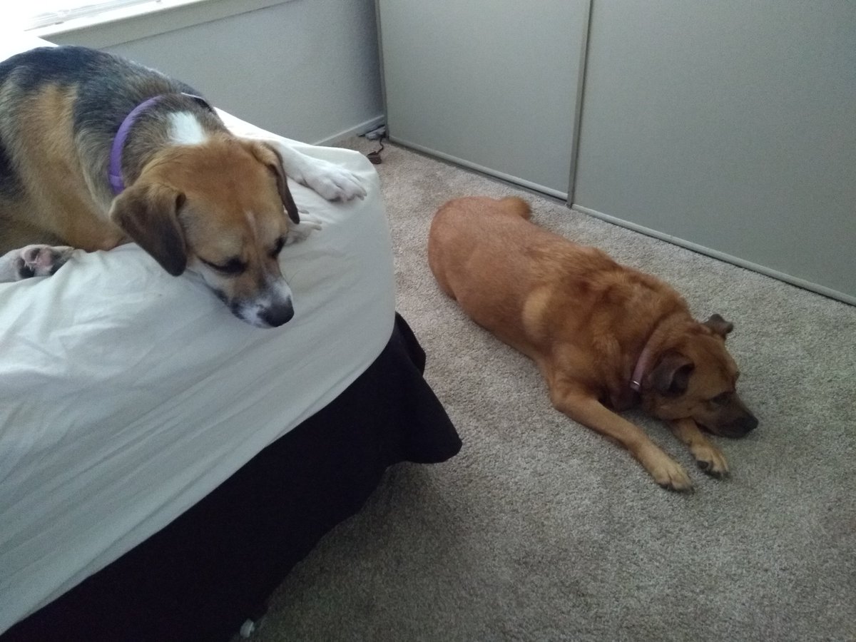 GMoonGames's tweet image. Busy making your role play better every chance we get. #roleplaylife #dogsofgames #reallydad