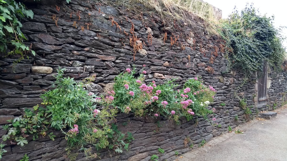 Bretagne is een paradijs voor <a href="/gewildgroei/">gewildgroei</a> Men laat het hier lekker groeien. Ook op monumentale panden zoals het kasteel van Scusinio (1 met vlinder), de stadsmuur van Vannes (2) of gewoon aan de straat (3&amp;4).
