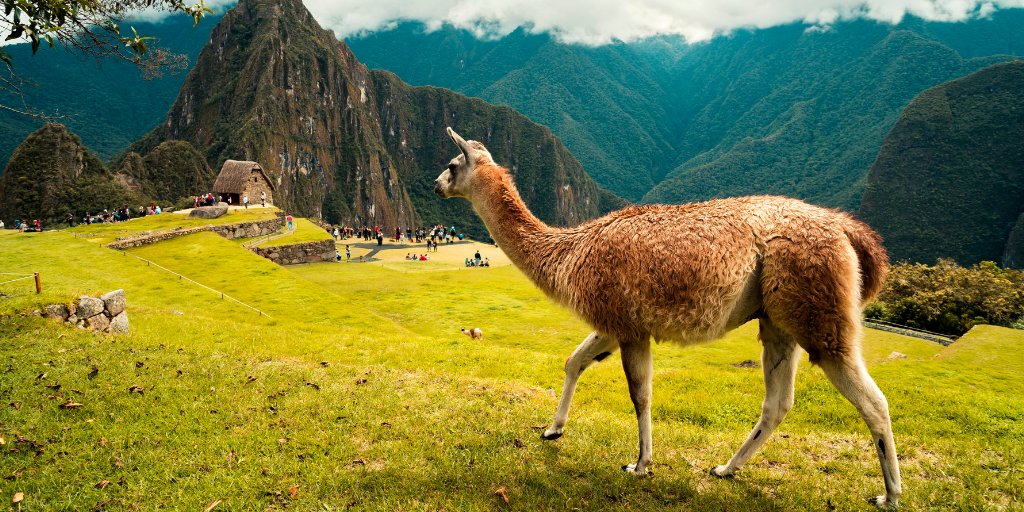 Walking with llamas, right here in Ottawa! #ottawa #llamas #thingstodoottawa goxpr.com/products/walki…