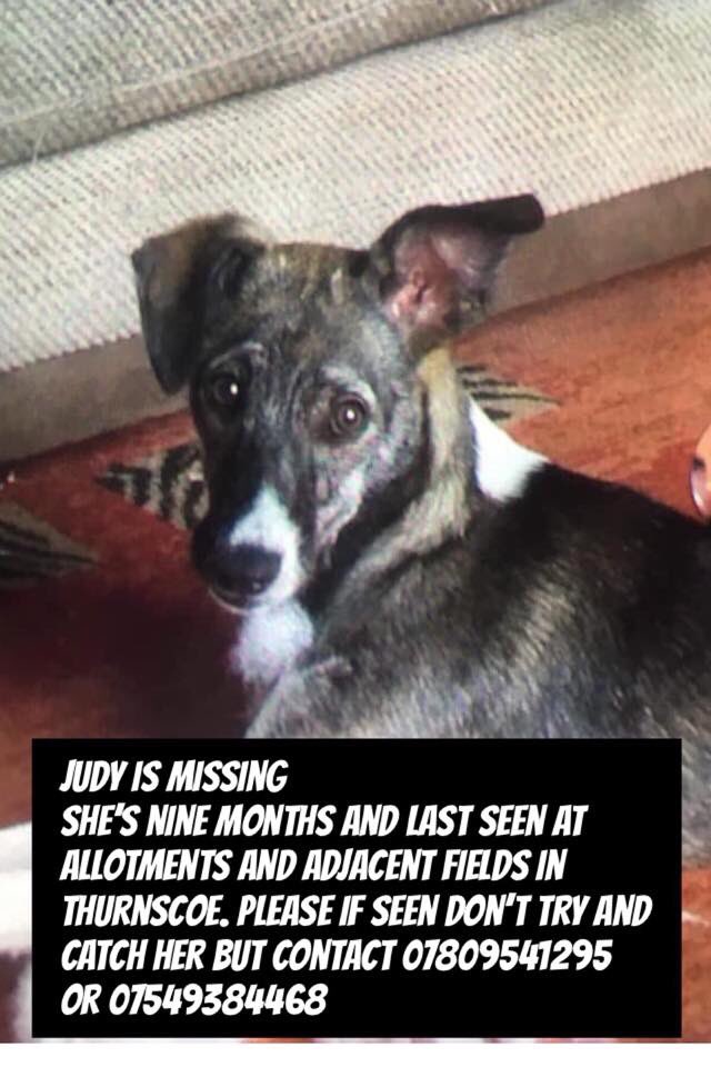 The_Animal_Team's tweet photo. Judy is still missing #reward she could be anywhere in a 20 mile radius of #thurnscoe #Doncaster #barnsley #goldthorpe #hickleton #barnburugh #harrington #dearne #great Houghton #billington #middlecliffe, #clayon #fricley are the closest area from where she was last seen https://t.co/u8C6Mk2RV5