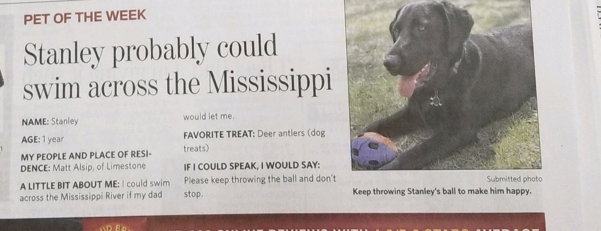 mattalsip8's tweet photo. Stanley is First Dog Team All-American https://t.co/5wedVs8eHL
