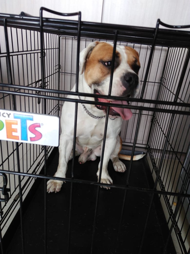 BetoLazy's tweet image. Amigos, buenas tardes, encontré a este hermoso en la Col. Portales Sur,parece pitbull/bully de entre 1 y 2 años, lo tengo que tener en jaula por que tengo 3 perros y el macho mayor esta muy dominante con él. Si lo reconoces requiero pruebas de que es tu perro!! 1/2