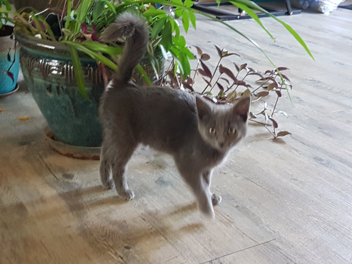 msjamiescott's tweet photo. Do you know this kitty? He likely hitched a ride to the neerlandia co-op home center this morning in someones vehicle. He is very tame some one must miss him!! @NeerlandiaCoop https://t.co/GVbkrACuKV