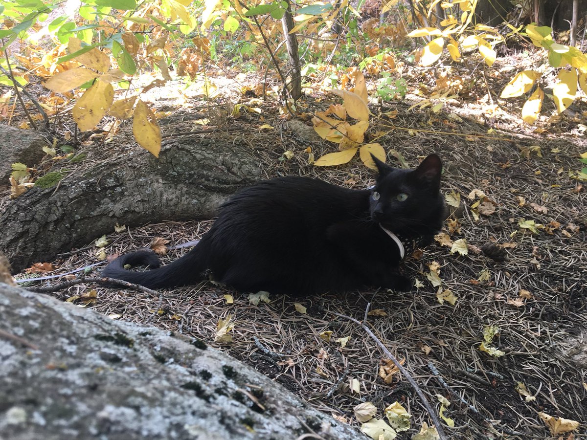 cbd_cat's tweet photo. meow 🍁🍂🐿 https://t.co/vPv0URLfkO