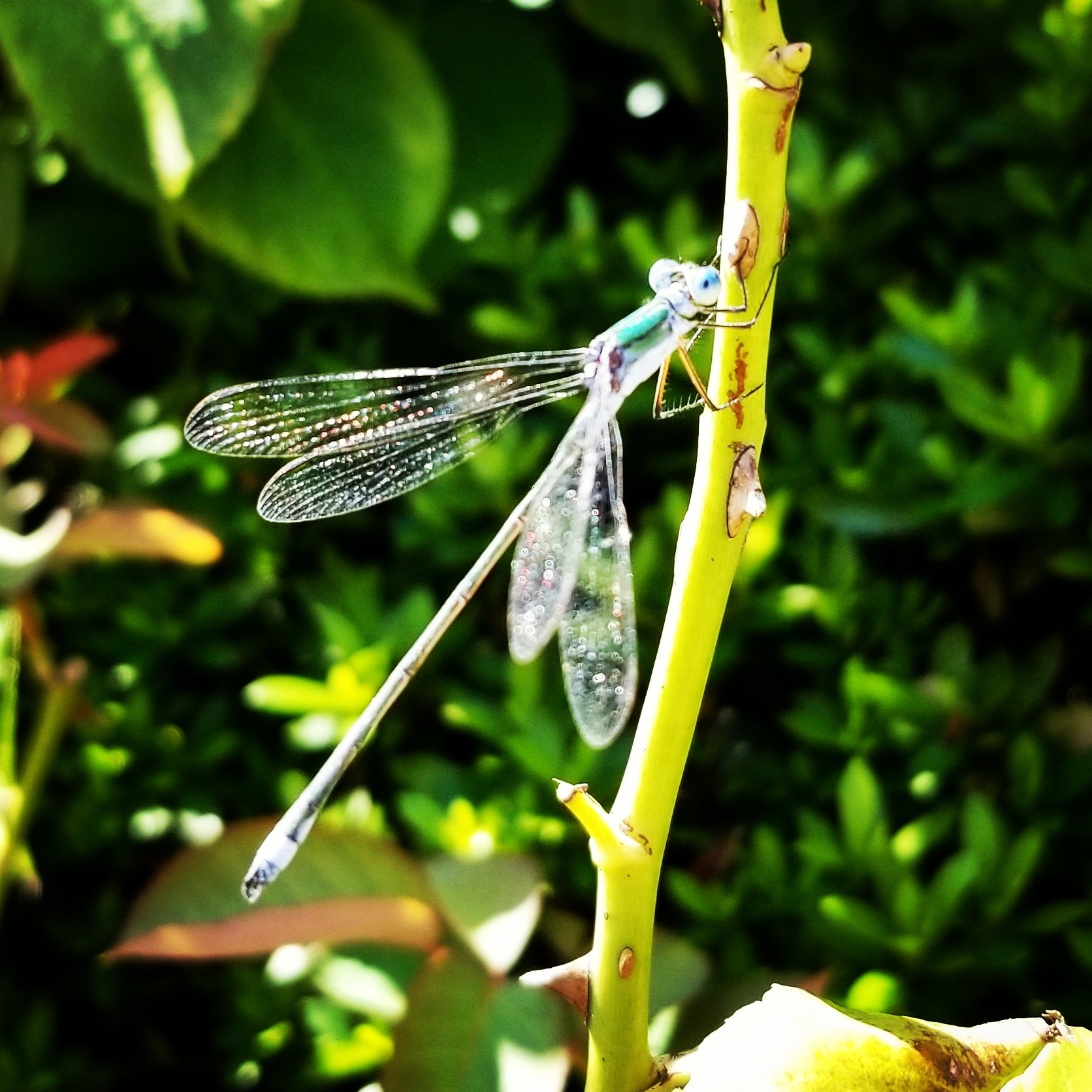 幸子 昨日見つけた糸トンボ 羽が虹色にキラキラ光って綺麗でした トンボ 糸トンボ 秋 T Co Avxv0ylyu1 Twitter 幸子 昨日見つけた糸トンボ 羽が虹色にキラキラ光って綺麗でした トンボ 糸トンボ 秋 T Co Avxv0ylyu1 Twitter