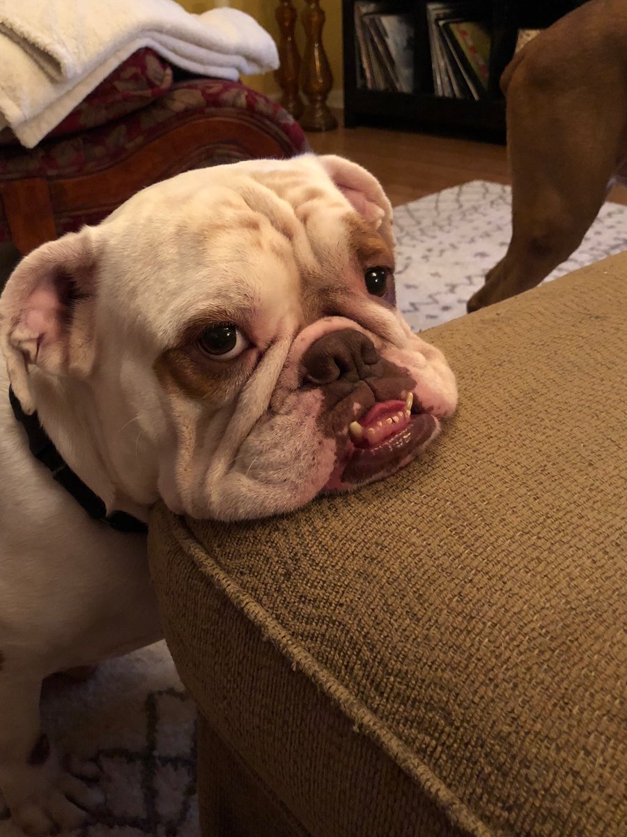 docsavage59's tweet image. Every time I eat dinner in front of him