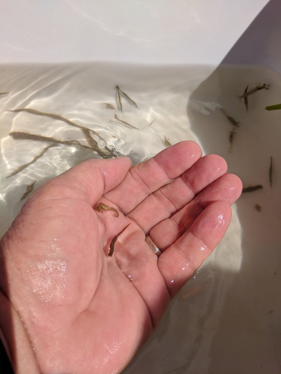 MSSCaptOlsen's tweet photo. Male &amp; female Dwarf Seahorses (Hippocampus zosterae) collected, observed, and safely released by CSMS Ss while working in seagrass meadows. @CieraMarkey @CitrusSchools https://t.co/64e4aOGixt