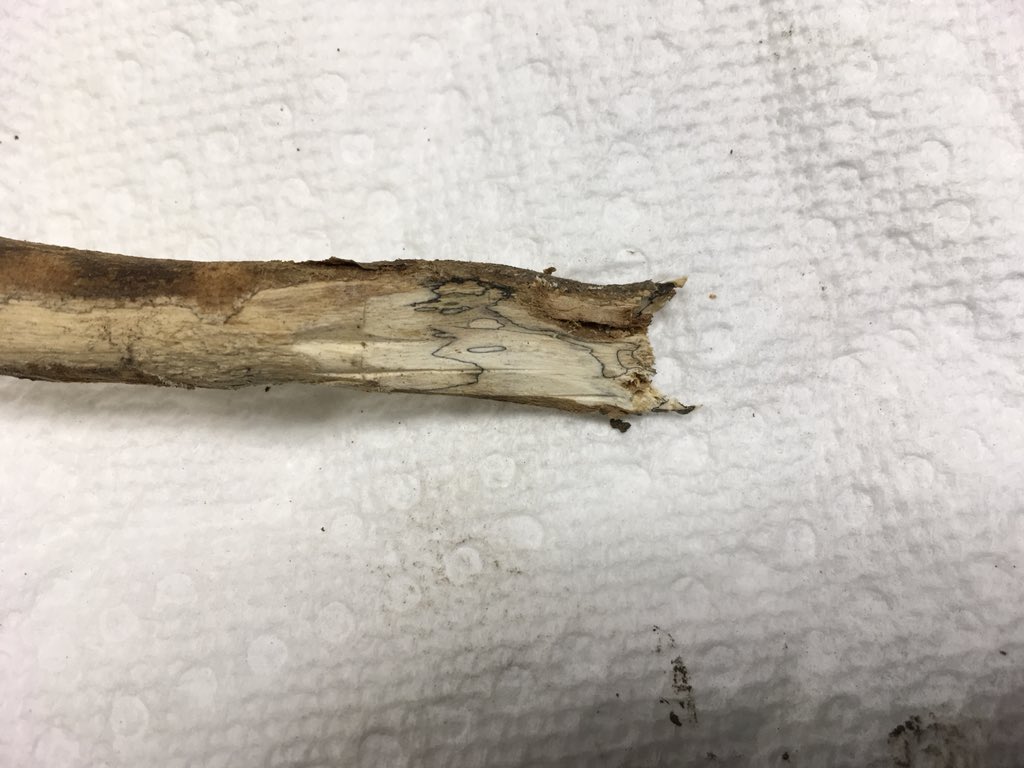 JLB04's tweet photo. Getting calls and questions on soybeans that look like these.  #CharcoalRot https://t.co/XF9s8oqBnH
