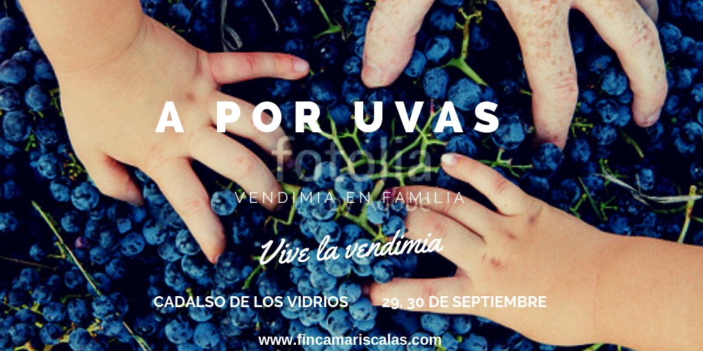 Vendimiar y pisar la uva, una forma divertida de hacer #enoturismo con #niños. Puedes hacerlo en #CadalsodelosVidrios, a solo una hora de #Madrid. fincamariscalas.com