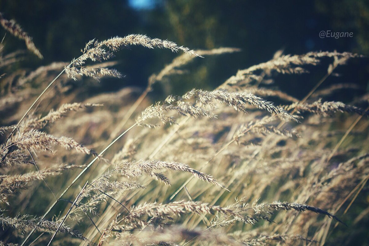 Unbeileve's tweet photo. When life is karma, I have no doubt
No angry drama, a storm blows itself out
A storm blows itself out...
I'm sorry.
โข
#autumn
#mood
#photography
#september
#beautiful
#nature
#wind
#onlythewind
#PetShopBoys
#lyrics https://t.co/hApMmwAaGh