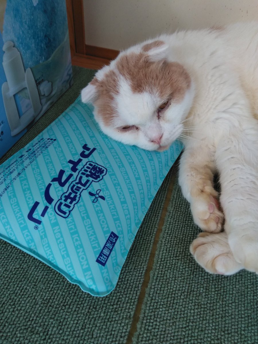 氷まくら Twitter Search Twitter