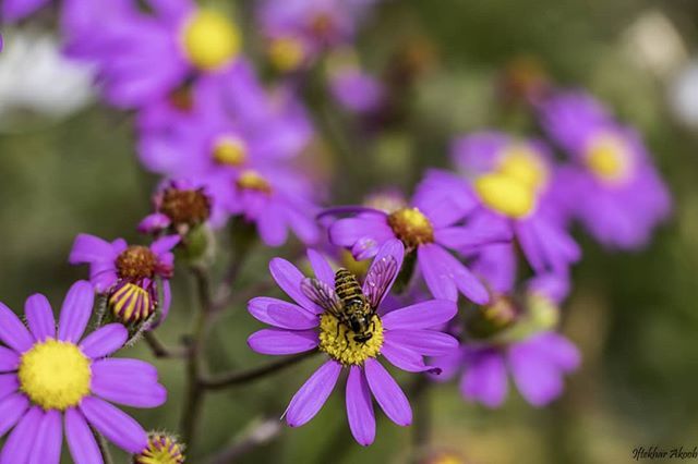 Bzzzzz🌷🐝 #nature #canon #landscapehunter #flower #bee #ishootwithorms #capetown #southafricathroughmyeyes #southafrica #wonderlustcapetown #cityofcapetown #awesome_florals #awesome #color #fly #lightroom #roadtrip #adventure #fun ift.tt/2O17qUC