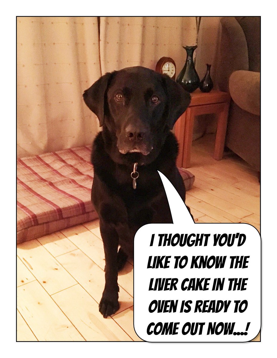 alfiewoofwoof's tweet photo. #OvenTimer https://t.co/hnCKLKf6tt