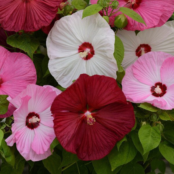 草木のこと Hibiscus Moscheutos アメリカフヨウ 北アメリカ原産アオイ科フヨウ属の多年草 日本で言う芙蓉 は落葉低木 こちらは草 随分前の話 当時住んでいた借家のお隣がアメリカフヨウを庭で育てていた 花の大きさに怖じ気づき 1日でテルテル坊主
