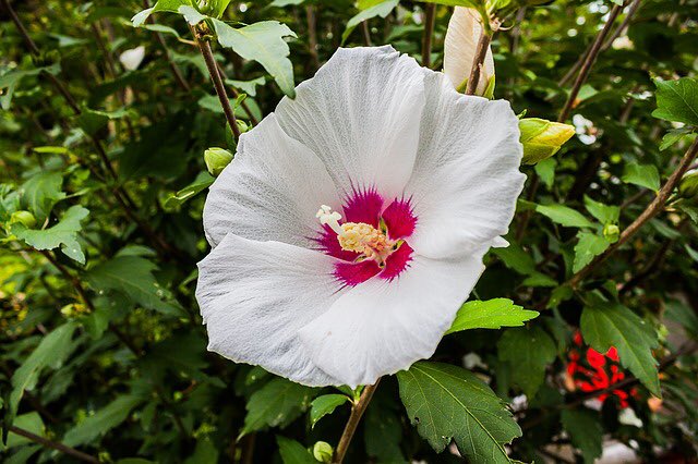 草木のこと Hibiscus Moscheutos アメリカフヨウ 北アメリカ原産アオイ科フヨウ属の多年草 日本で言う芙蓉 は落葉低木 こちらは草 随分前の話 当時住んでいた借家のお隣がアメリカフヨウを庭で育てていた 花の大きさに怖じ気づき 1日でテルテル坊主