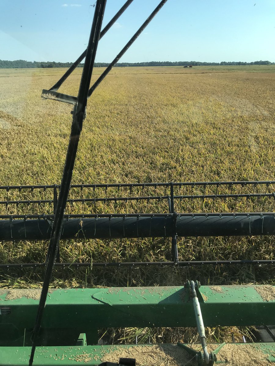 s_becker96's tweet photo. Can’t beat this view! #riceharvest #riceproduction #arkansasrice #ricericebaby #ricelife #girlsinag https://t.co/OW9jK4zZDZ