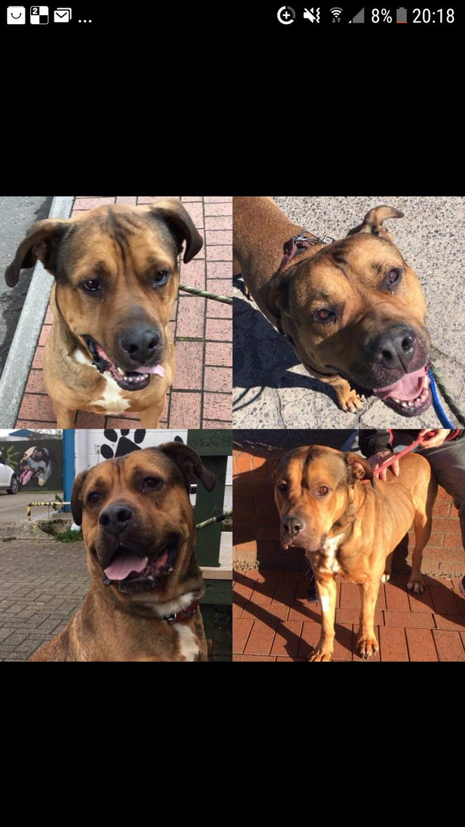 This boy is fabulous and needs a large breed experienced home. He has spent nearly a whole year kennels. Loves to play and give extra large kisses. He's looking for an animal and child free home, with some one who will stick with him and help him adjust back to life in the home💜