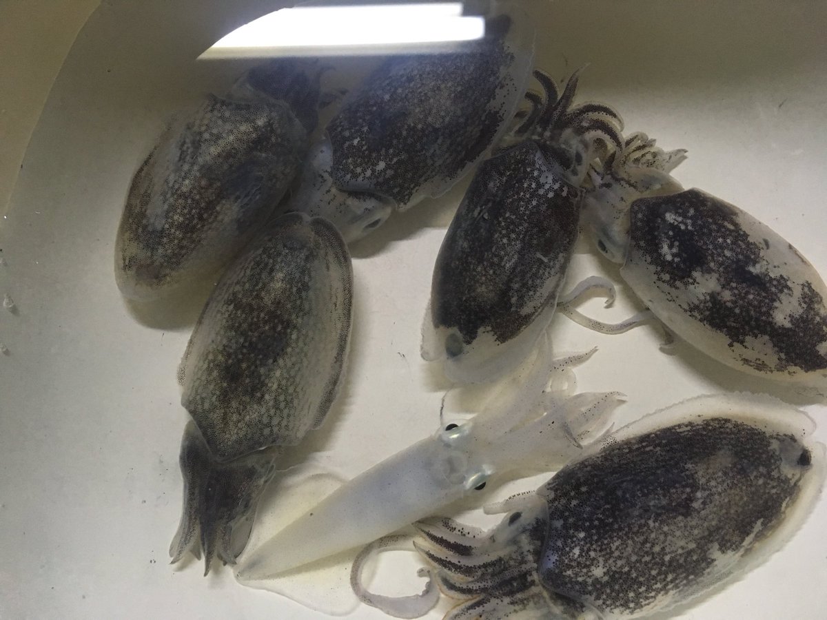 鱸屋商店 今夜も近所で ライトエギング 小型のシリヤケ烏賊 釣れました シリヤケ シリヤケイカ エギング イカ ヒイカ ジンドウイカ コウイカ 釣り 餌木