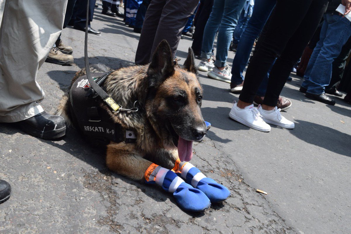 sopitas's tweet photo. Hace un año ella fue a trabajar al edificio que se derrumbó en Álvaro Obregón 286, hoy estuvo en el mismo lugar para rendir homenaje a las víctimas 🐶❤ #FuerzaMéxico  https://t.co/Q3NoEqyWq2 https://t.co/UtTRdC2v7O