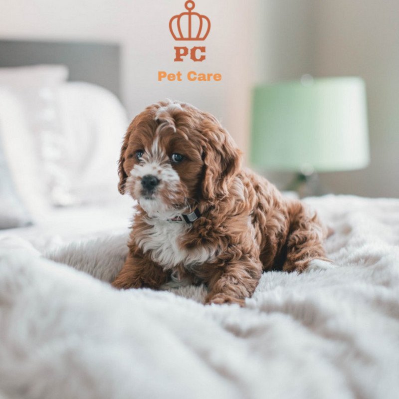 Pet_Caree's tweet photo. It just woka up from a looong  nap! Isn't he cutee?
.
.
#puppie #puppielove #puppiesoftwitter #cuteanimal #funnyanimal #dog #dogsoftwitter #treat #truelove #treatanimals #followus #followmypage #followme #likeforlike https://t.co/Dq6W41sqqc