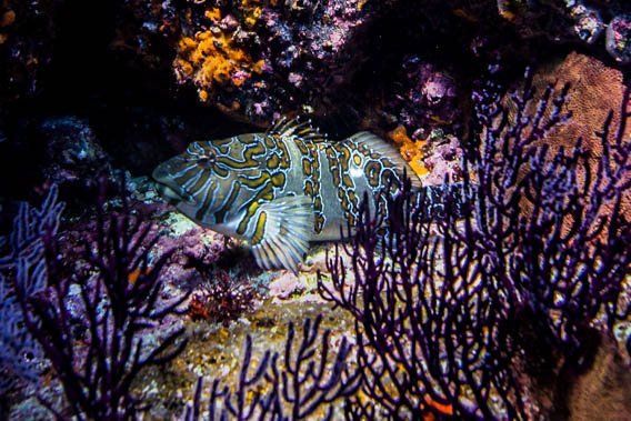 SeaAroundUs's tweet photo. RT @GCMarineProgram: #LosCabos is the 6th site of the #2018Monitoring season. We've registered over 180 different species at this #reef, such as this giant #hawkfish 📷@RamiroArcos3 https://t.co/J2t6VT1DXY