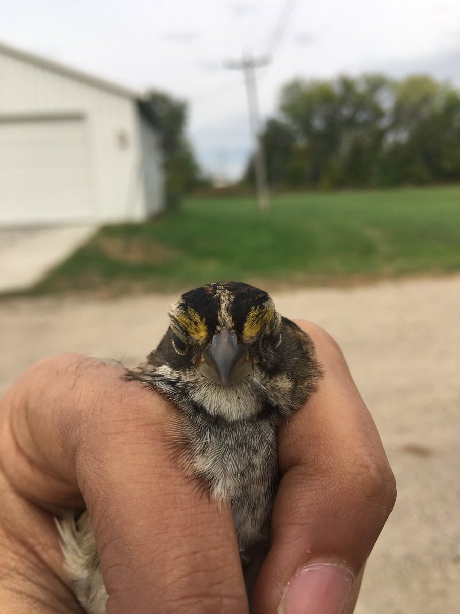 HeidingSparrow's tweet photo. White Throated Sparrow from todays field work! Not so happy about being caught! #FallFieldWork #Sparrow #BirdNerd #TeamSparrow https://t.co/fYV3JFwaZK
