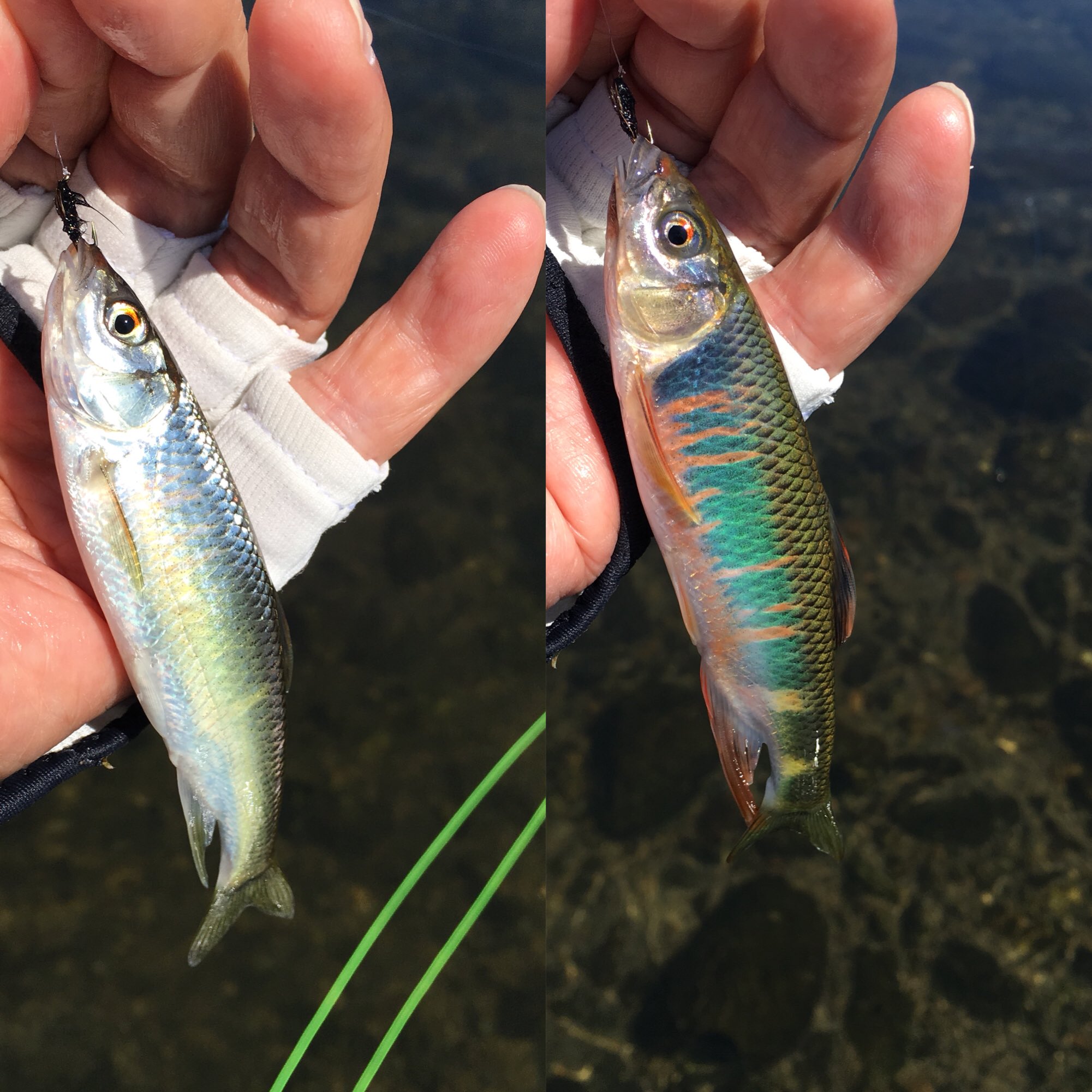 104 3 府中是政橋下でフライフィッシング小物釣り 鮎や鯉に混じってヤマベ オイカワ もたくさん泳いでいます コンテナを引っ張った長 い列車が頭上の鉄橋を走っていてローカルなとても良い雰囲気の場所です 婚姻色のオスヤマベもまだ釣れています