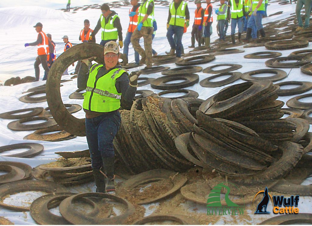 Recycled tires are used on silage covers. Tires are easy to move and act as a great weight for keeping the silage cover on.  #feedthecows #farmersrecycle #silage #farming