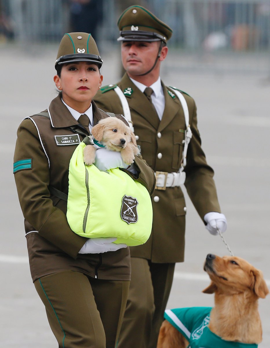 チリ軍事パレード名物 未来の警察犬わんわん大行進が猫派でもくらっとくるかわいさ お偉いさんがニヤニヤしてる Togetter チリ軍事パレード名物 未来の警察犬わんわん大行進が猫派でもくらっとくるかわいさ お偉いさんがニヤニヤしてる Togetter