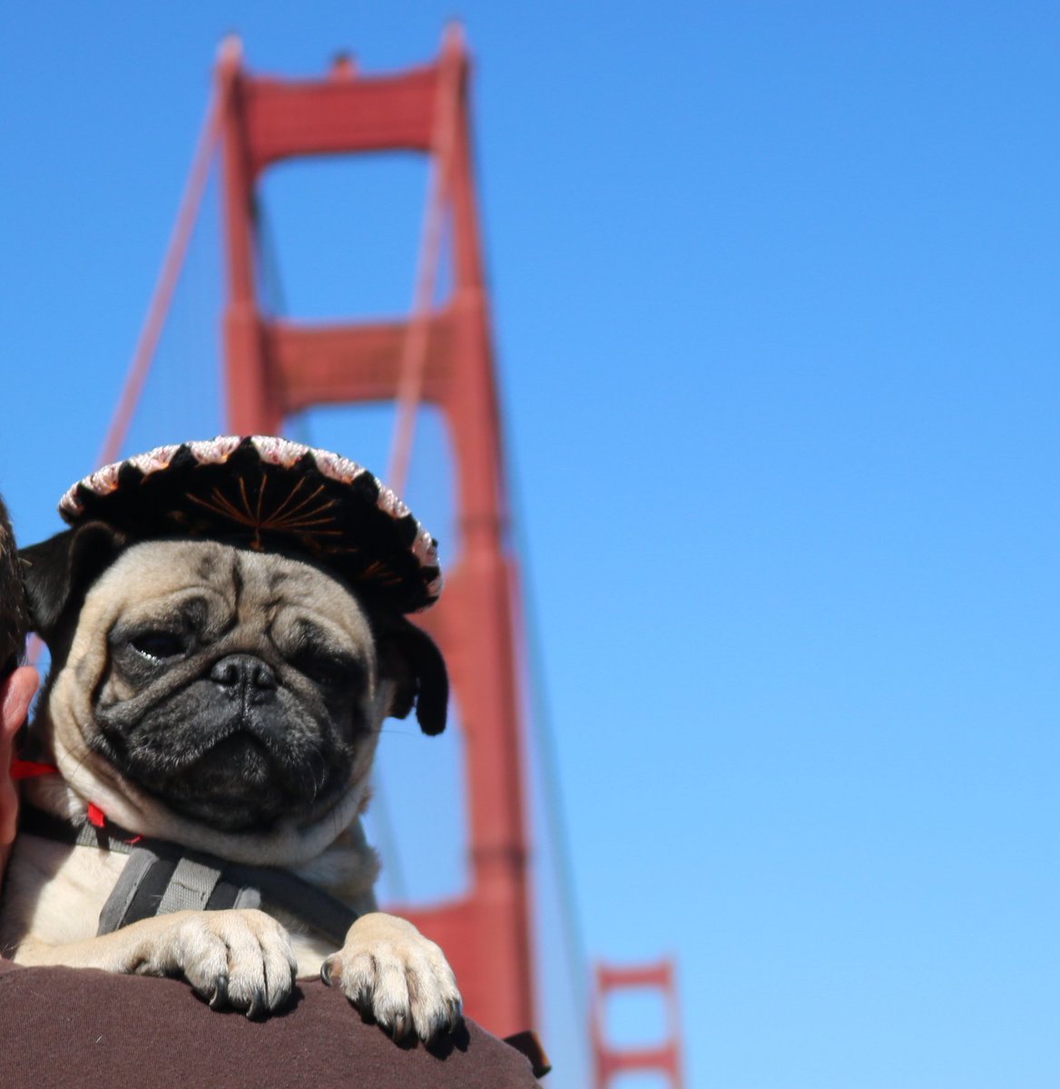 vladimirthepug's tweet photo. I live in a wonderful city #goldengatebridge #SanFrancisco #pug #VivaMexicoCabrones #sombrero #WednesdayWisdom #LeBronJames #SFdog #perros #carlino https://t.co/nPgzftdy5F