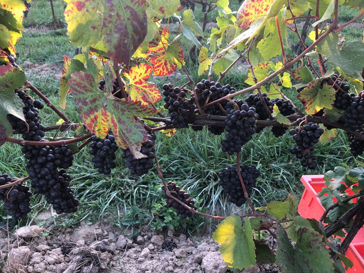 Laura Sabourin tweet media