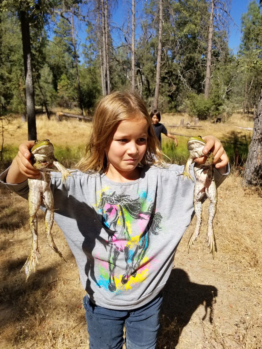 Why does SFC's Stewardship Manager's daughter look so disappointed? Well she found some invasive bullfrogs hanging out.  Read more about them at wildlife.ca.gov/Conservation/I…

#wildlifewednesday #landtrust #landtrustlife

Photo Credit: Gary Miltimore, Stewardship Manager