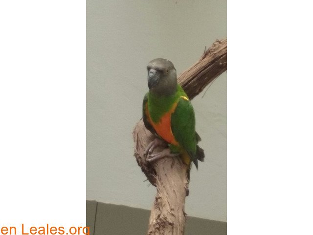 lealesorg's tweet photo. ❕ Ayúdame a encontrar a mi loro
❔ #Aves perdidas en #España » #Las Palmas - Gran Canaria » #Agüimes - Villa
🔗 +Info: https://t.co/UjzQXRL1kt
@policia @guardiacivil @EFEnoticias @EFEverde @europapress @Servimedia #Seprona #Denuncia #MaltratoAnimal #NoAlMaltratoAnimal
#Difun… https://t.co/8KNjr8DHIV