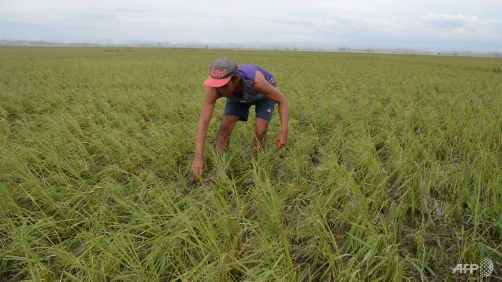 ChannelNewsAsia's tweet photo. Commentary: Typhoon Mangkhut destroys rice, corn and fish – but what has this got to do with Singapore? https://t.co/wsX0LNKhHl https://t.co/gchR3zJzEN
