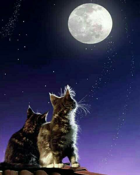 نحنُ نمنحُ الفرصْ لأننا لا نريدُ أنْ نخسرَ منْ نُحبْ
ولڪِنهُمْ يَخسرونَ فُرَصَهم حيِنَ يظنونَ أنَّ العطاءَ أبديْ . .