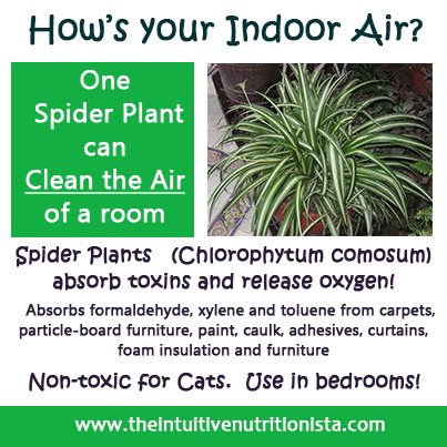 Janet Doerr On Twitter A Spider Plant Removes Formaldehyde