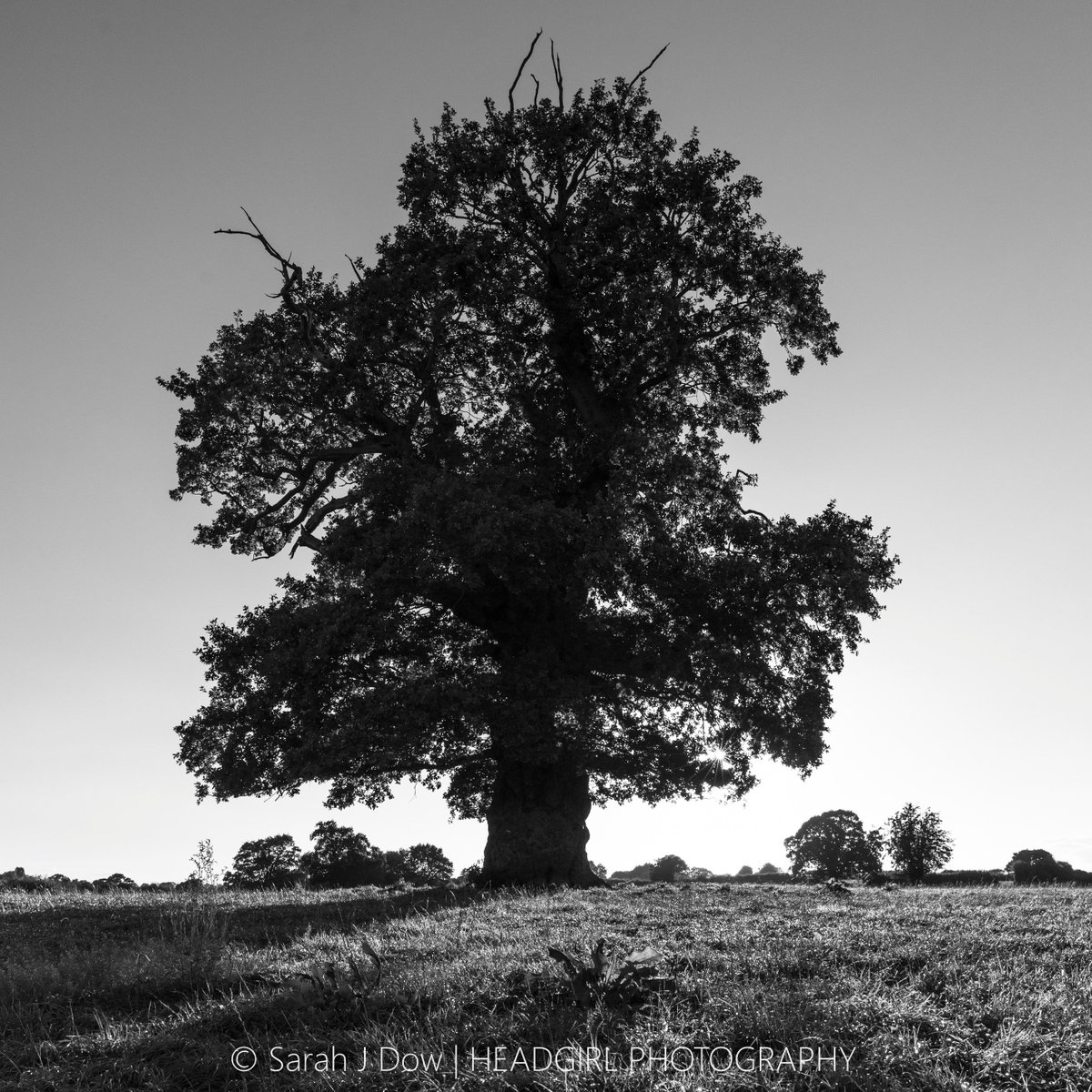 he4dgirl's tweet photo. Always love footing the paths of home, especially at dusk, and this tree always draws me... think I need to make a portrait here.... #dusk #twilight #pathsofhome #lovelivinginthecountry #keevillians #blackandwhitephotography #landscapephotography #canonphotography #5dmarkiv #5D4 https://t.co/kQtXnzdkVk