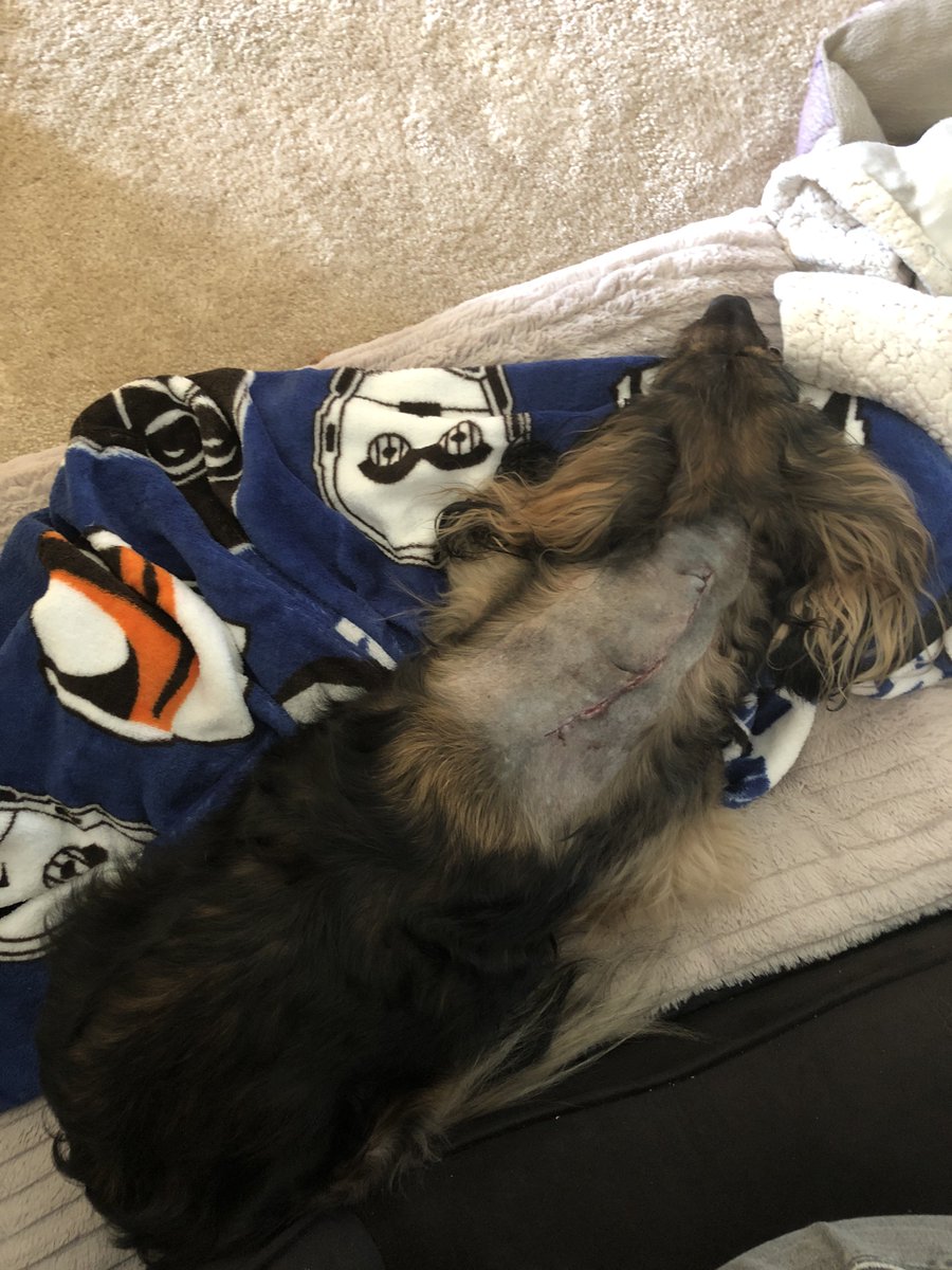 FreddyPickles's tweet photo. At home and resting! 😴 https://t.co/0Tr17jVwty