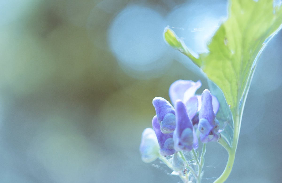 Q2 エゾトリカブト 最近の山々で花というとこの紫色の烏帽子さん 北海道のみに自生するエゾトリカブトは毒性が強く その葉を2ｇ 食べただけでも危険だという そして未だ解毒剤はない 若葉の頃はニリンソウやシドケなどととてもよく似ているので注意が