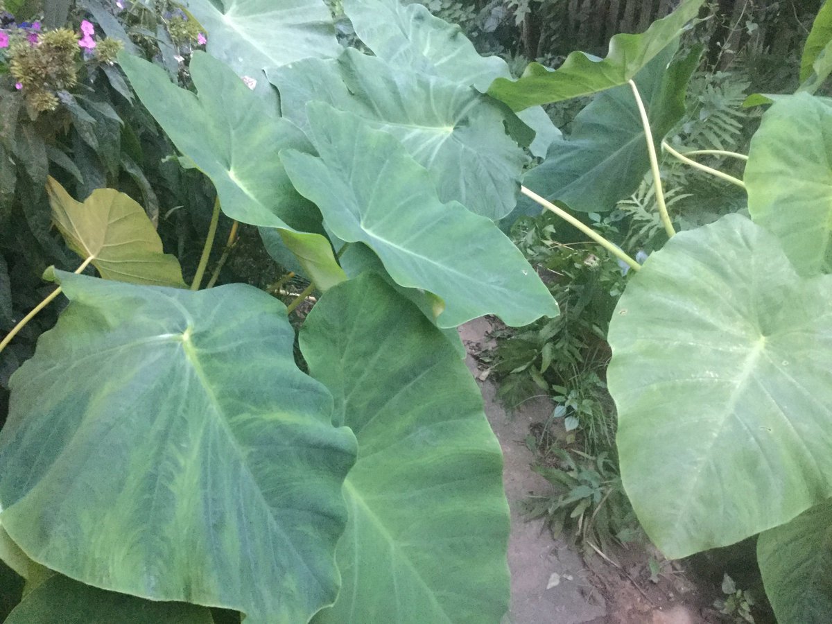 TracyColletto's tweet image. My crazy elephant ear garden #elephantear