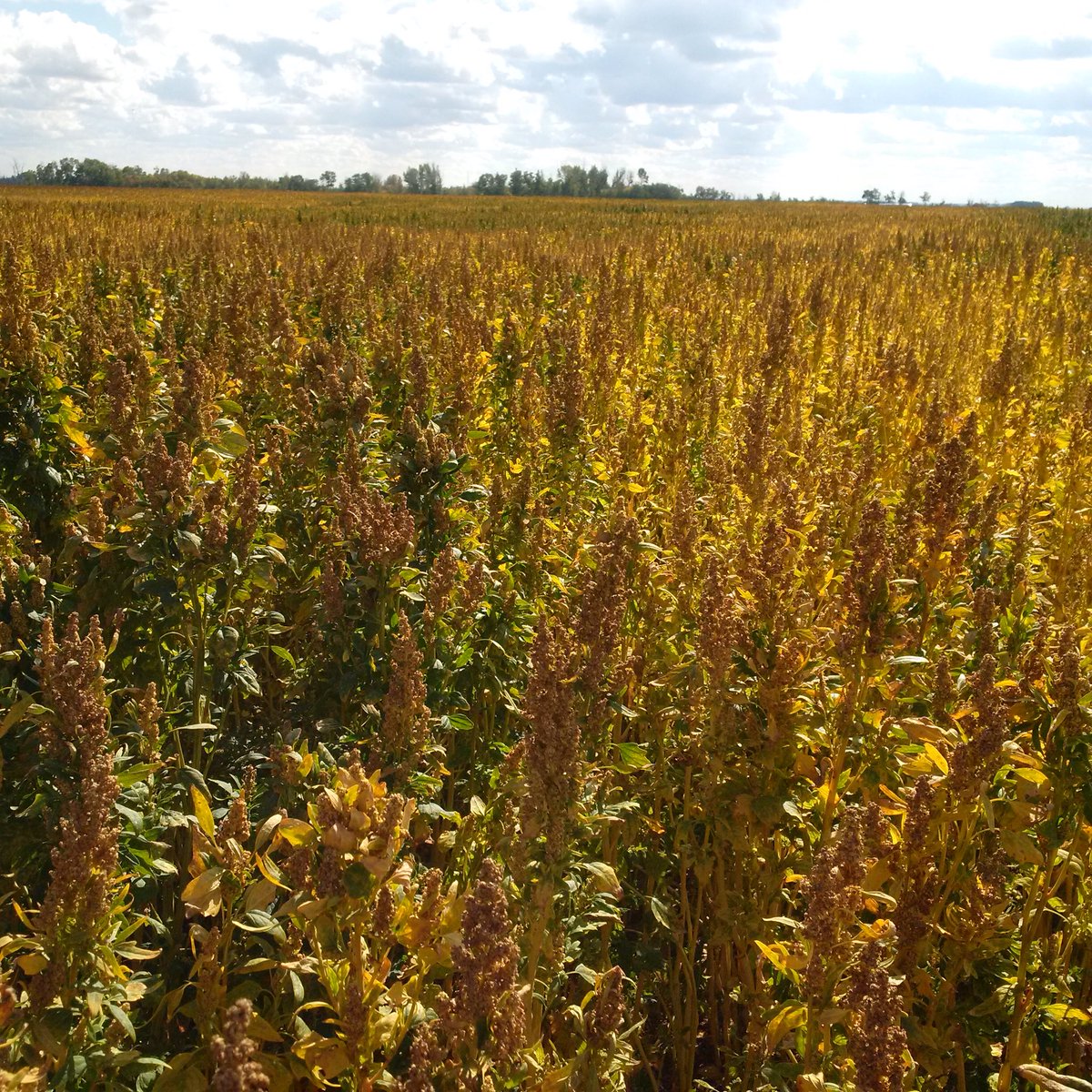 LeanderCampbell's tweet photo. Spent some time with Research Agronomist, Kaila Hamilton from @NorQuinAgronomy today learning about growing quinoa in #westcdnag. Shown are their golden variety & a field blend of colours red/orange/purple... #TwitterlessPatrick & my 1st time seeing this crop type. #cropmap18 https://t.co/AMxGVpdkey