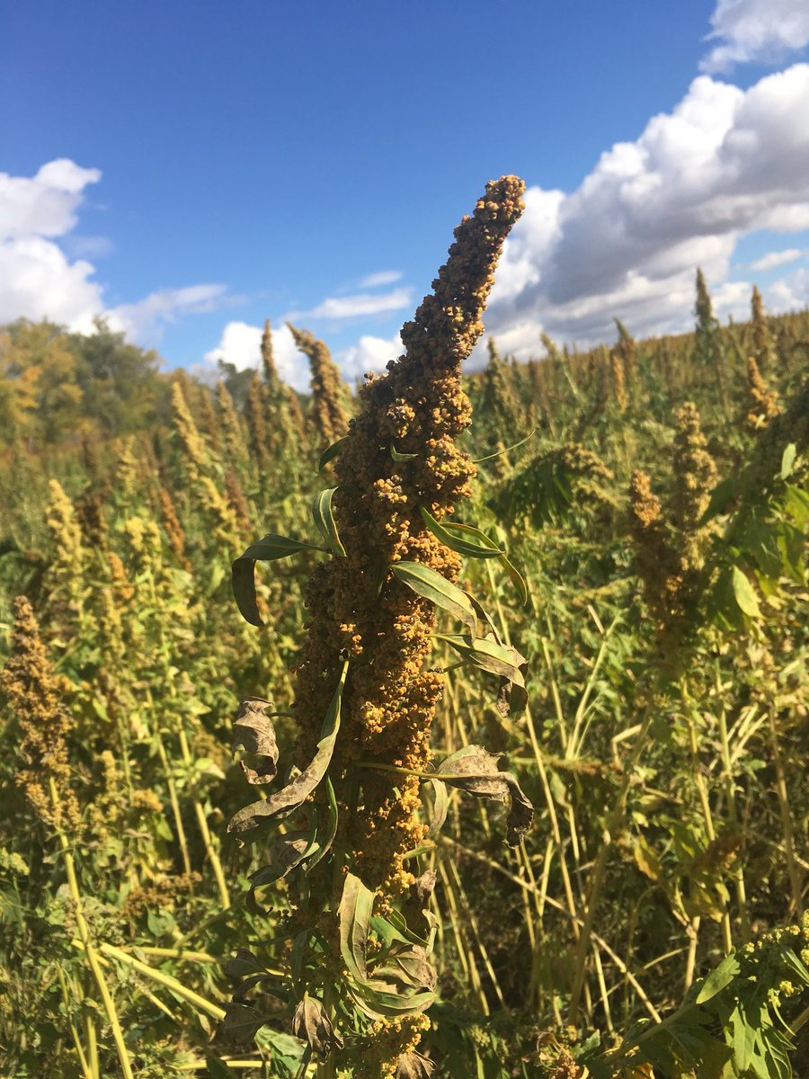 LeanderCampbell's tweet photo. Spent some time with Research Agronomist, Kaila Hamilton from @NorQuinAgronomy today learning about growing quinoa in #westcdnag. Shown are their golden variety & a field blend of colours red/orange/purple... #TwitterlessPatrick & my 1st time seeing this crop type. #cropmap18 https://t.co/AMxGVpdkey