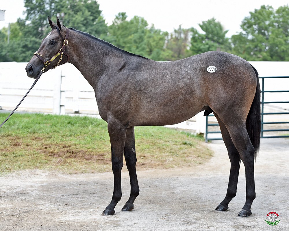 A big welcome to the 10X family to this beautiful son of the 🔥 Cairo Prince from the fam of speedy Social Inclusion. He had the ❤️ scan, good looks, and 💪🏻. Will eventually join <a href="/bradcoxracing/">Brad H. Cox Racing</a> and hopefully make some noise <a href="/OaklawnRacing/">Oaklawn Hot Springs</a> down the road.
