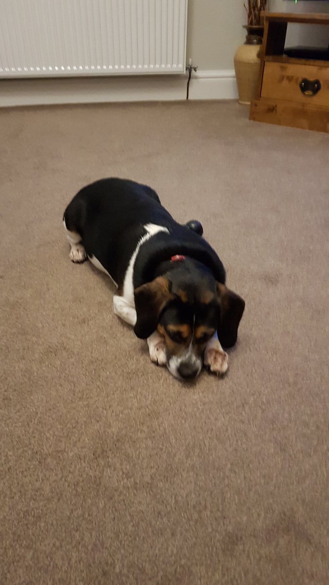 baileybeagle3's tweet photo. Mama I don't know what i want! #beage https://t.co/AHuqTGbpc5