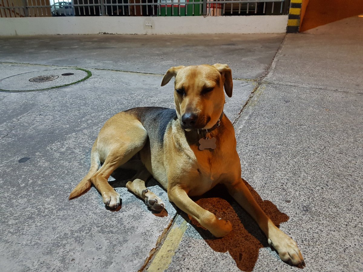 daemon21's tweet image. Perro perdido en cerro Placeres, #Valparaíso, tiene collar pero sin nada escrito. Por favor RT para que la familia lo encuentre, se notaba desorientado
