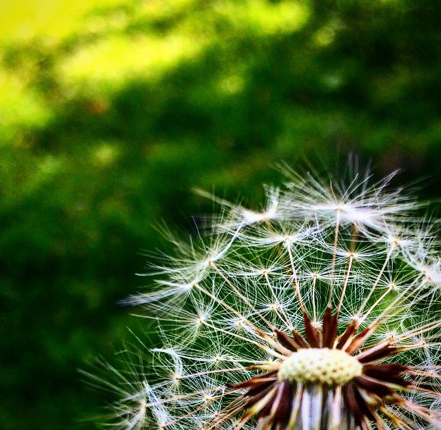 FreeSpiritFolk's tweet photo. I still wish upon dandelions.
#forager #wildcrafting #tincture #herbalrelief #dandelion #experimentingtime #wildfood #homesteading https://t.co/6ZRmSE5uHV