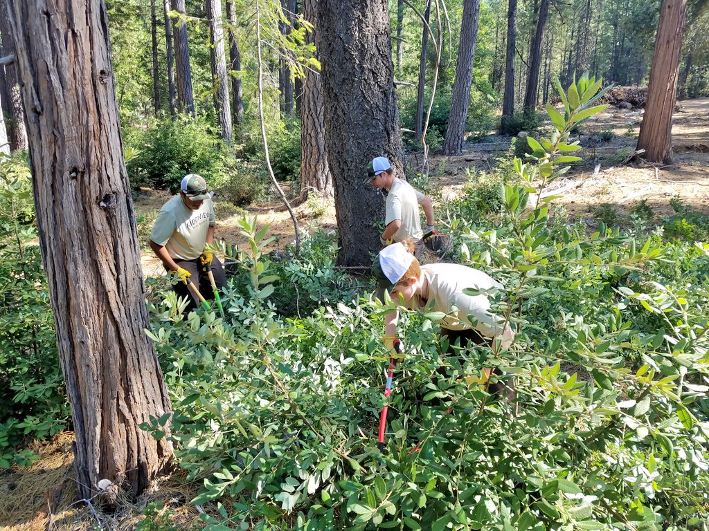rvrangers's tweet photo. Spent the morning working with members of the Butte County Fire Safe Council and community volunteers reducing ladder fuels in the forest by pruning vegetation on US Forest land in Magalia by Paradise Lake #rvhswolverine #pusdk12 https://t.co/bbrawXXpBj