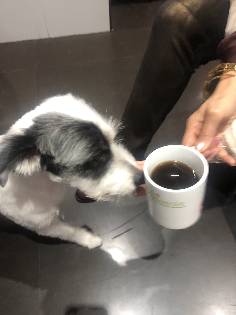 CafeVenencia's tweet photo. Así como #potter 🐶 🐾 reconoce nuestro #aroma @cafevenencia ☕️💯#natural🍃#apoyalonuestro encuéntranos #Circasia #armenia #bogotá #cartagena #barranquilla #santamarta en presentaciones #molido #engrano #500gramos #250gramos #cafeteros #colombia 🇨🇴 https://t.co/OAo8HGKBF8
