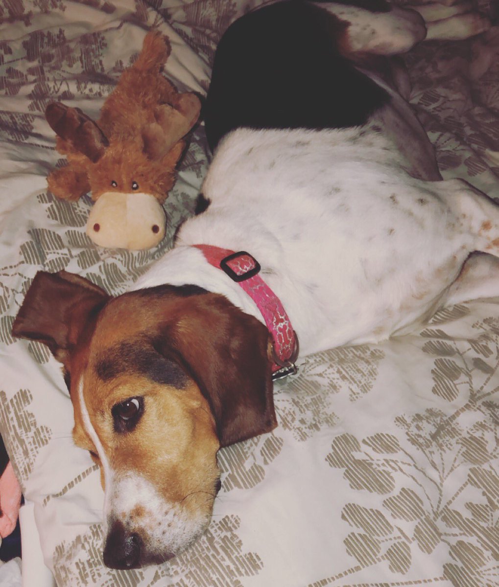 maryland0515's tweet photo. Shaina + Moose= sleepytime #rescuedogs #treeingwalkers #AdoptDontShop https://t.co/j2nHeyPeAU